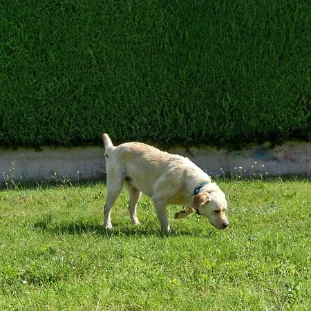 Sole